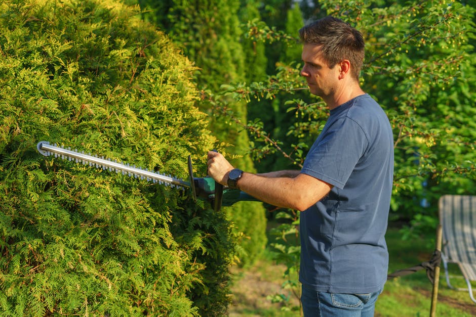 A man in a navy blue t-shirt and jeans is engaged in garden maintenance, trimming a dense, green hedge with hedge shears. The hedge features tightly packed, bright green foliage, with some branches ex