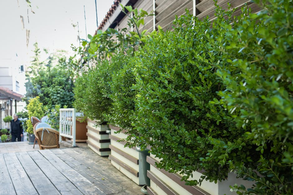 A man in a navy blue t-shirt and jeans is engaged in garden maintenance, trimming a dense, green hedge with hedge shears. The hedge features tightly packed, bright green foliage, with some branches ex